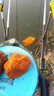 釣魚(yú)王新品麝香大鯽魚(yú)餌黑坑競技休閑野釣鯽魚(yú)鯉魚(yú)料添加劑窩料 麝香大鯽2包【共400g】 曬單實(shí)拍圖