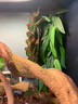 REPTIZOO變色龍爬寵箱造景仿真植物裝飾守宮蛇魚缸造景裝飾藤蔓 小竹葉30CM 曬單實(shí)拍圖
