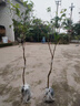 君揚無核A4妃子笑荔枝樹苗桂味糯米糍白糖罌雞嘴荔糯米糍荔枝王荔枝苗 仙進奉荔枝苗 兩年苗50-70cm高(帶土帶葉) 曬單實拍圖