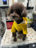 養(yǎng)只寵物（YOUNGER PET）小狗狗雨衣兩腳防水兩包泰迪比熊寵物的中型犬小型犬雨天衣服雨披 兩腳雨衣【黃色】 XL 曬單實拍圖