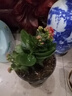 手耕田長(cháng)壽花盆栽重瓣金狐貍大花帶花苞花苗四季室內開(kāi)花好養的花卉植物 【苗原土帶花苞】紫羅蘭 不含盆 曬單實(shí)拍圖