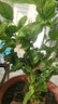 廣西橫縣茉莉苗五年苗老樁大苗批發(fā)花卉盆栽重瓣茉莉花濃香型直發(fā) 5年苗3棵 花期5-10月 曬單實(shí)拍圖
