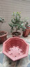 龍缸大花盆大號特大號加厚八角塑料花盆紅色種樹(shù)盆景 加厚八角盆850#(2個(gè)紅色) 特大 曬單實(shí)拍圖