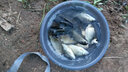 化氏（HUA）不空軍腥香300克 水庫野釣鯽魚(yú)鯉魚(yú)草魚(yú)餌料釣餌通殺配方大板鯽 300克不空軍（香）X 1袋 曬單實(shí)拍圖