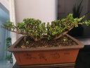 家中有果桌面花卉綠植盆栽 造型盆景 金枝玉葉  多肉植物盆景 白色塑料盆含金枝玉葉 含盆 曬單實(shí)拍圖