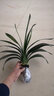 種花迷四季君子蘭盆栽君子蘭花小苗花卉植物室內(nèi)易活綠植水培好養(yǎng)不含盆 【君子蘭】特級(jí)12-14片葉品 曬單實(shí)拍圖