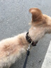 petlimit寵物項圈狗狗項圈頸圈項圈牛皮金毛泰迪小型犬中型大型犬用品 深棕色 S寬2.0cm- 27-36cm 建議12-20斤 曬單實拍圖