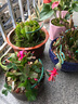 嫁接老漢蟹爪蘭苗新品種帶花苞盆栽陽(yáng)臺(tái)植物四季多色花卉 14杏色黃8顆 不含盆 曬單實(shí)拍圖