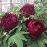 涵山菏澤觀(guān)賞牡丹花苗盆栽庭院花卉洛陽(yáng)牡丹樹(shù)苗室內外陽(yáng)臺重瓣大花 12洛陽(yáng)紅 7到10分支 曬單實(shí)拍圖
