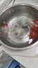 AIPHAROW精品泰獅金魚(yú)活魚(yú)獅子頭小金魚(yú)好養耐活易養活冷水包金元寶觀(guān)賞苗 7-8cm精品娃娃臉紅白泰獅 1條 曬單實(shí)拍圖