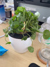 電腦桌面小盆栽辦公室內花卉綠植物景一盆 4號銅錢(qián)草 含盆 曬單實(shí)拍圖
