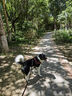 馭獸狗繩狗狗牽引繩幼犬小中大型犬狗鏈反光加長(cháng)戶(hù)外防爆沖遛狗繩  1.5米【經(jīng)典標配】 曬單實(shí)拍圖