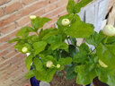 虎頭茉莉花盆栽正宗圓葉室內好養開(kāi)花植物重瓣老樁濃香型花卉 【簡(jiǎn)易盆】3年老樁虎頭茉莉 含盆 曬單實(shí)拍圖