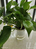 花卉虎皮蘭盆栽植物室內(nèi)辦公室陽臺文竹盆景凈化空氣水培小綠植好養(yǎng)懶人植物花盆 【套裝】蘆薈+虎皮蘭+綠蘿+吊蘭(吸水盆) 含盆 曬單實拍圖