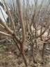車(chē)厘子樹(shù)苗盆栽矮化客廳綠植大型室內櫻桃樹(shù)苗南北方可種陽(yáng)臺旺宅 【新手試種】車(chē)厘子小苗1顆/備注品種 11cm(含)-14cm(含) 曬單實(shí)拍圖
