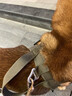 出眾者狗背帶狗狗牽引繩胸背帶狗繩小中型犬夏季狗鏈柯基柴犬邊牧遛狗繩 煙綠色（胸背帶） S（建議25-45斤內(nèi)） 曬單實(shí)拍圖