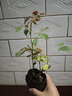 多花薔薇花苗藤本月季大花濃香庭院爬藤植物花卉盆栽陽臺(tái)玫瑰四季 粉色達(dá)芬奇 四季開花 大花 精品大苗1.2-1.3米高當(dāng)年開花 曬單實(shí)拍圖