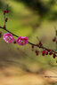 佳能（Canon） 全畫幅中遠(yuǎn)攝大光圈單反定焦鏡頭 佳能EF 135mm f/2L USM  標(biāo)配 曬單實拍圖