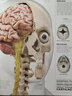DK人體知識百科全書(shū) 英文原版 DK Knowledge Encyclopedia Human Body! 人體器官與功能 醫學(xué)繪本 精裝全彩大開(kāi)本 圖解百科 綠山墻 . 綠山墻圖書(shū) 曬單實(shí)拍圖