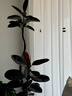 雅致1.3-1.5m黑金剛橡皮樹(shù)綠植客廳好養(yǎng)室內(nèi)大型盆栽擺件圓球源頭直發(fā) 曬單實(shí)拍圖