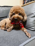 puppytie狗狗遛狗項(xiàng)圈頸圈脖圈絲巾中型小型犬泰迪寵物飾品用品 紅 S-小型1.5*27-34.5cm 曬單實(shí)拍圖