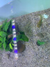 棠仲承南方大口鯰魚苗活體15厘米埃及塘鲺塘角魚清理雜魚淡水冷水養(yǎng)殖食用魚可越冬耐寒特大二須胡子鯰魚苗 【可過冬】大口鯰 8-10公分4條送1條 曬單實(shí)拍圖