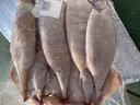 海升東新鮮大魷魚 原條冷凍深海烏賊超大鐵板魷魚燒烤火鍋食材海鮮水產(chǎn) 新鮮大魷魚4條 7-8兩/條 曬單實拍圖