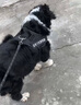 馭獸狗繩牽引繩中大型犬狗狗牽引繩狗胸背狗鏈子遛狗牽引繩 黑色【含繩】 L號(建議40-70斤 ) 曬單實(shí)拍圖