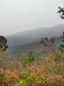 紅袖【高光垂感】緞面襯衫春秋季新款女裝翻領(lǐng)順滑質(zhì)感氣質(zhì)長(cháng)袖上衣 米白004 M 曬單實(shí)拍圖