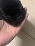 伊寵法斗幼犬純種法國斗牛犬寵物狗狗活體小狗活物 寵物級 公 曬單實拍圖