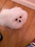 京狼圖騰雙血統(tǒng)純種博美幼犬寵物狗狗博美犬活體小型犬茶杯犬活體長不大 血統(tǒng)級(jí) 2 曬單實(shí)拍圖