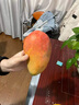 四叔公果蔬（現(xiàn)摘 順豐）海南紅玉芒果 文芒特大芒果應(yīng)季熱帶新鮮水果禮盒裝 8斤 禮盒裝 曬單實拍圖