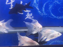 貝意品臺灣蝴蝶鯉專用飼料高蛋白上浮下沉錦鯉白金龍鳳魚增白觀賞魚魚糧 蝴蝶鯉專用飼料*1罐（養(yǎng)魚達人常備） 曬單實拍圖