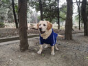 小不點(diǎn)狗狗衣服FBI 大狗衣服秋冬裝 中大型犬寵物服裝金毛薩摩拉布拉多 FBI加厚款-藍(lán)色 XL-胸圍100 背長(zhǎng)70（適合55-70斤中大） 曬單實(shí)拍圖
