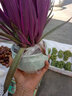 春枝韻盆栽油畫吊蘭花卉植物室內(nèi)花好養(yǎng)凈化空氣辦公桌面觀葉綠植 紫露蘭+粉青602+接水pvc底座 帶盆栽好 曬單實拍圖