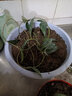 新苗特價(jià)球蘭盆栽球蘭花苗小苗 球形花卉 球蘭花室內爬藤花卉盆栽 23號卡爾 不含盆 曬單實(shí)拍圖