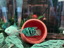 甄夢漁野可繁殖組熱帶觀賞魚白金寶藍迷你鸚鵡魚種魚一對公母淡水卵生配對 大號雙色鸚鵡公母2對5-6cm 曬單實拍圖