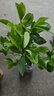 含笑花盆栽樹(shù)苗室外陽(yáng)臺四季濃香型帶花苞室內花卉觀(guān)花植物室內花花卉盆栽 含笑3年苗 不含盆 曬單實(shí)拍圖