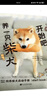 開(kāi)始吧！養(yǎng)一只柴犬 曬單實(shí)拍圖