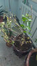 旺之春紅梅濃香型臘梅花樹(shù)苗室內盆栽紅梅花苗綠梅花苗臘梅冬季花卉植物 8年紅梅（當年開(kāi)花）實(shí)物挑選 曬單實(shí)拍圖