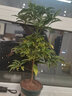 絮嫣 富貴籽紅涼傘年宵花卉黃金萬(wàn)兩室內盆栽植物客廳觀(guān)賞花卉富貴子60厘米左右高原土發(fā)貨 曬單實(shí)拍圖