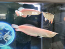 赤血金龍魚(yú)活魚(yú)赤血賽級24K過(guò)背金龍魚(yú)活體幼苗古典大型觀(guān)賞魚(yú)熱帶魚(yú) 蘇門(mén)答臘虎 曬單實(shí)拍圖