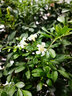 亞招 獨桿米蘭九里香盆栽花四季開(kāi)花不斷室內香花植物凈化空氣老樁 曬單實(shí)拍圖