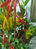歐悟佛手樹苗盆栽帶果金華佛手柑盆景植物室內(nèi)陽臺庭院花卉綠植果樹苗 佛手8年苗帶果3-4個帶原土 不含盆 曬單實拍圖