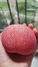 佳農 云南昭通紅玫瑰蘋(píng)果 4.6斤 12-15粒 生鮮水果禮盒裝 曬單實(shí)拍圖