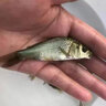 鯽魚苗淡水養(yǎng)殖食用活魚土鯽工程湘云黃金鯽大品種中科三號五號鯽冷水觀賞小魚苗批發(fā) 大鯽魚8-10厘米20條多發(fā)10%防損 曬單實拍圖