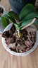 蘭花專用土營養(yǎng)土種養(yǎng)君子蘭墨蘭蝴蝶蘭花專用植料松樹皮專用肥料 【尊貴版】蘭花專用土6升 曬單實(shí)拍圖