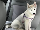 京狼圖騰雙血統(tǒng)賽級哈士奇幼犬中型犬西伯利亞雪橇犬幼犬狗狗活體寵物狗 賽級 3 曬單實拍圖