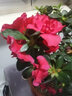 花友中夢(mèng)杜鵑花盆栽紅杜鵑花樹(shù)苗老樁花卉室內客廳植物陽(yáng)臺 大棵紅杜鵑(大白豎紋陶瓷盆) 曬單實(shí)拍圖