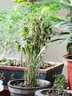 米竹盆景植物室內微觀(guān)盆景鳳尾竹觀(guān)音竹觀(guān)賞竹子庭院小型米竹盆栽 米竹15株連體不含盆【帶土球發(fā)貨】 曬單實(shí)拍圖